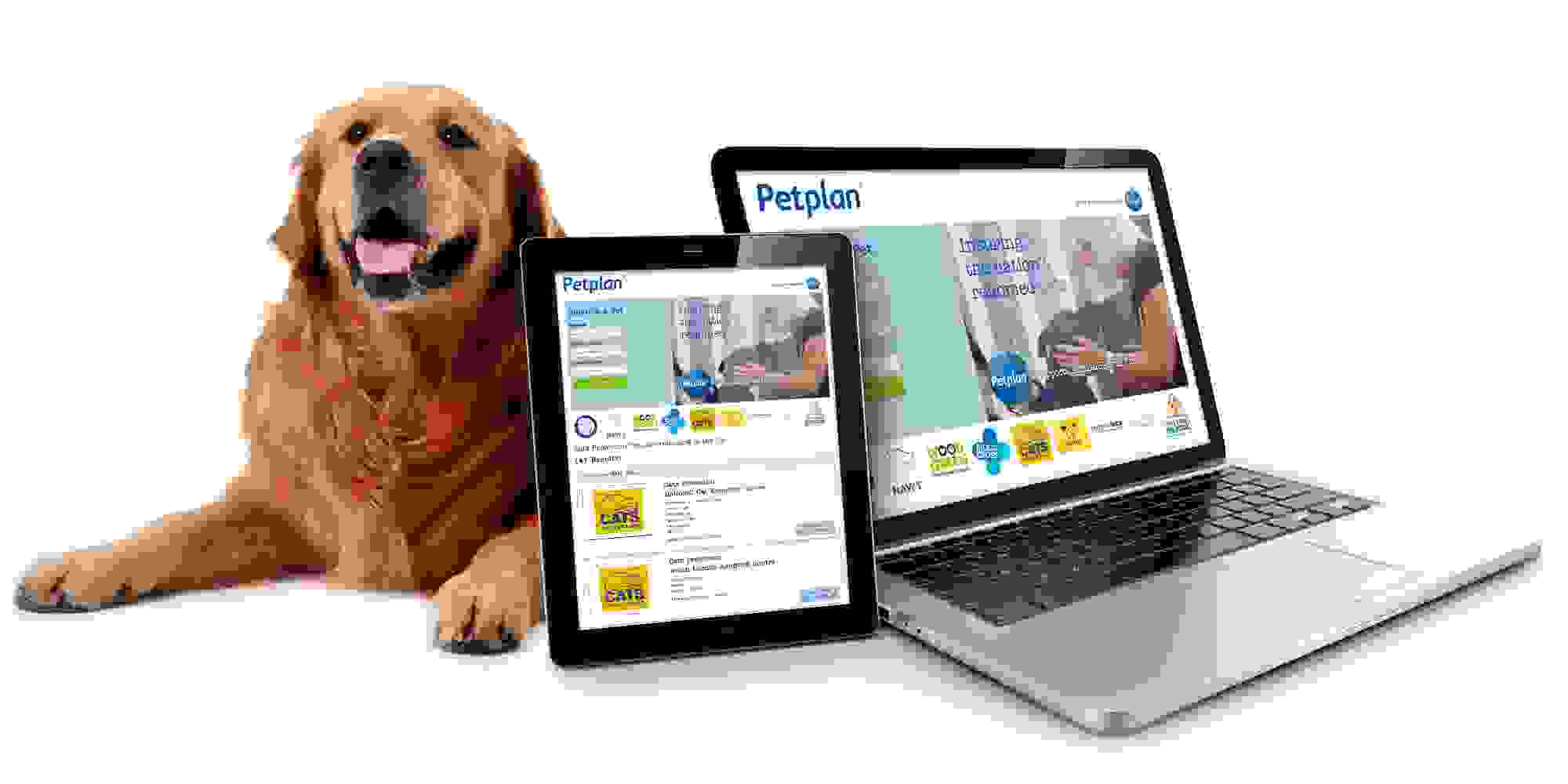 Petplan Rehome A Pet Image Gallery 1